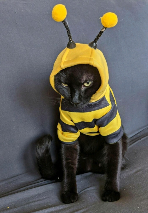 halloween chudák mačka