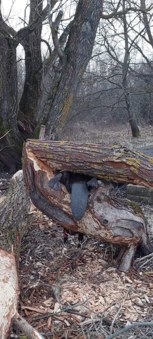 chudák