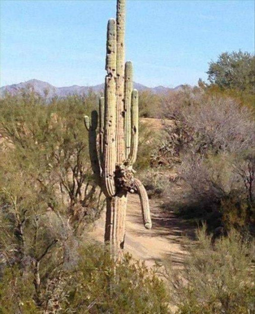 cocktus