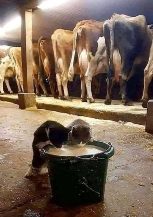 Milk inspection committee