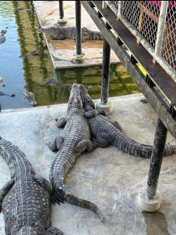 o l'amour