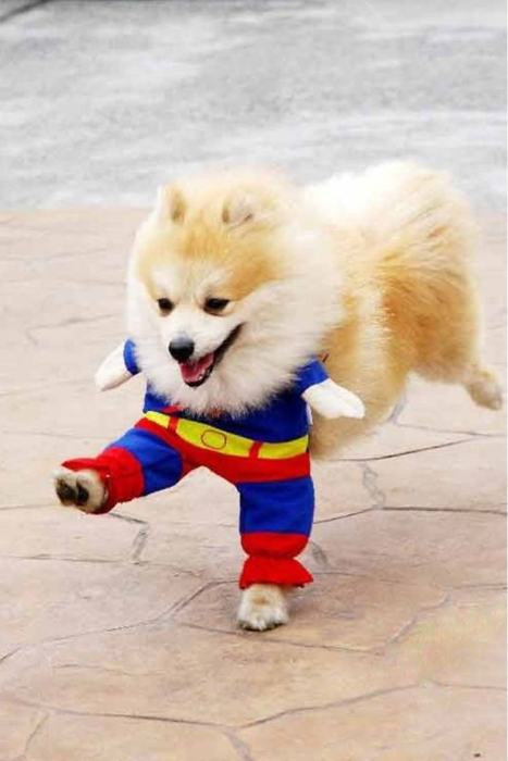 pochod
