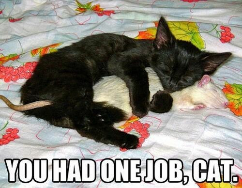 you had one job cat